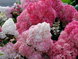 Гортензія волотиста Сандей Фрейз. (Hydrangea paniculata Sundae Fraise) C1 2річна V18013 фото 1
