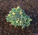 Можжевельник чешуйчатый Флориант. (Juniperus squamata Floreant) Р9 CS2256 фото 3