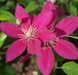 Клематис Так Много Красных Цветов/Соу Мени Ред Фловерз. (Clematis hybriden So many Red Flowers) ІІ группа CS1729 фото 2