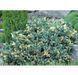 Можжевельник чешуйчатый Флориант. (Juniperus squamata Floreant) Р9 CS2256 фото 1