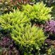 Можжевельник горизонтальный Лайм Глоу. (Juniperus horizontalis Lime Glow) С3 CS2206 фото 4