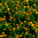 Перстач чагарниковий Танжерін. (Potentilla fruticosa Tangerine) Р9 CS2859 фото 2