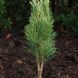 Сосна чорна/австрійська Фастiгiата. (Pinus Nigra Fastigiata) С12 CS2356 фото 3