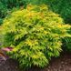 Бузина черная Голден Тауэр. (Sambucus nigra Golden Tower) С5 CS2559 фото 1