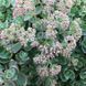Седум/Очиток Лайм Зингер. (Sedum Lime Zinger) Р9 CS1879 фото 2