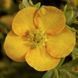 Перстач чагарниковий Танжерін. (Potentilla fruticosa Tangerine) Р9 CS2859 фото 1