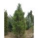 Сосна чорна/австрійська Фастiгiата. (Pinus Nigra Fastigiata) С12 CS2356 фото 1
