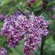 Бузок звичайний Сенсація. (Syringa vulgaris Sensation) 3-річка CS2959 фото 4