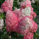 Гортензія волотиста Сандей Фрейз. (Hydrangea paniculata Sundae Fraise) C1 2річна V18013 фото 3