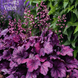 Гейхера Wild Rose (Вілд Роуз) С3 &mdash; декоративна багаторічна рослина, Heuchera hybrida, пурпурне листя V10091 фото 1