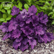 Гейхера Wild Rose (Вілд Роуз) С3 &mdash; декоративна багаторічна рослина, Heuchera hybrida, пурпурне листя V10091 фото 2