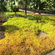 Очиток Ангелина (Sedum Angelina) Р9 V00097 фото 3