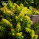 Очиток Ангелина (Sedum Angelina) Р9 V00097 фото 4