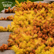 Очиток Ангелина (Sedum Angelina) Р9 V00097 фото 1