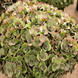Седум/Очиток Лайм Зингер. (Sedum Lime Zinger) Р9 CS1879 фото 1