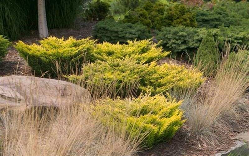 Можжевельник горизонтальный Лайм Глоу. (Juniperus horizontalis Lime Glow) С3 CS2206 фото