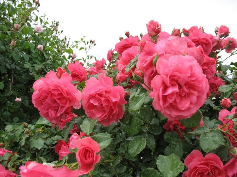Роза Розариум Ютерзен. (Rosarium Uetersen) Плетистая НА ШТАМБЕ, высота 100-140 см Velet