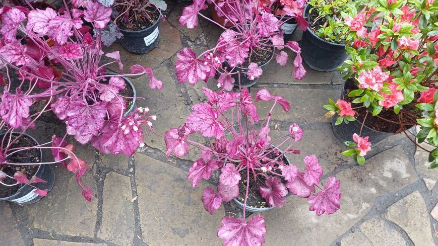 Гейхера Wild Rose (Вілд Роуз) С3 &mdash; декоративна багаторічна рослина, Heuchera hybrida, пурпурне листя V10091 фото