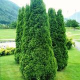 Туя колоновидна Колумна (Thuja occidentalis 'Columna') С1 00044 фото