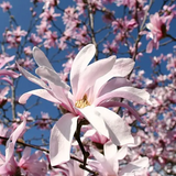 Магнолия звездчатая Розеа (Magnolia stellata Rosea) декоративный куст в горшке 5л