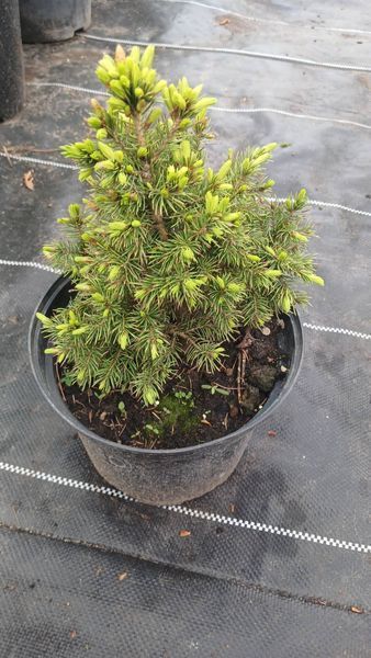 Ялина канадська Дейзі Уайт (Picea glauca Daisy&rsquo;s White) &ndash; C2 R1747 фото