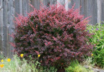 Барбарис тунберг Атропурпуреа. (Berberis thunbergii Atropurpurea) 5-річна рослина CS2492 фото