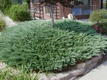 Можжевельник горизонтальный Блю Чип. (Juniperus horizontalis Blue Chip) С3 CS2189 фото