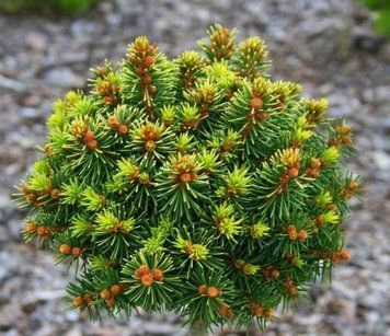 Ель обыкновенная Голд Наггет. (Picea abies Gold Nugget) ШТАМБ 70-80 см CS2139 фото
