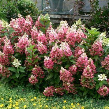 Гортензія волотиста Кендлайт. (Hydrangea paniculata Candlelight) С10, 5-річка CS2742 фото