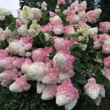 Гортензія волотиста Ванілла Фрейз. (Hydrangea paniculata Vanille Fraise) С3 CS2692 фото