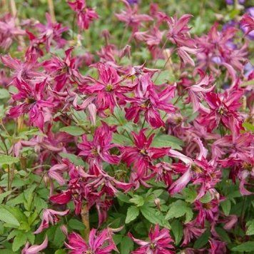 Клематис Розалин. (Clematis Rosalyn) III группа