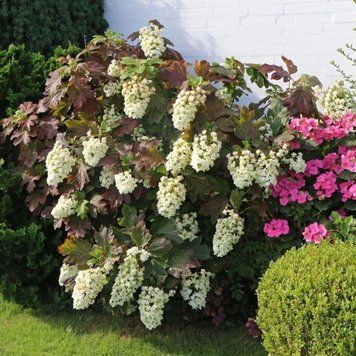 Гортензия дуболистная Сноуфлейк. (Hydrangea quercifolia Snowflake) С10 CS2792 фото