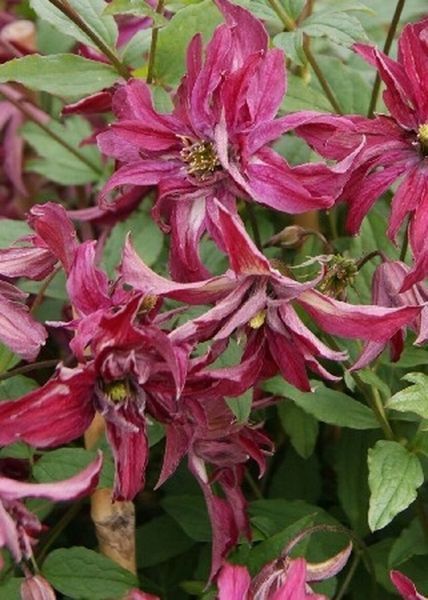 Клематис Розалин. (Clematis Rosalyn) III группа