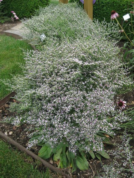 Кермек татарський. (Goniolimon tataricum) Р9