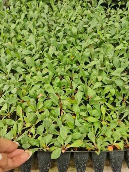 Кермек татарський. (Goniolimon tataricum) Р9