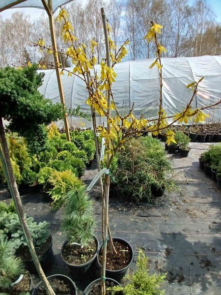 Форзиция средняя &laquo;Линвуд&raquo; (Forsythia &times; intermedia &bdquo;Lynwood&ldquo;) ШТАМБ 100-120см R20456 фото