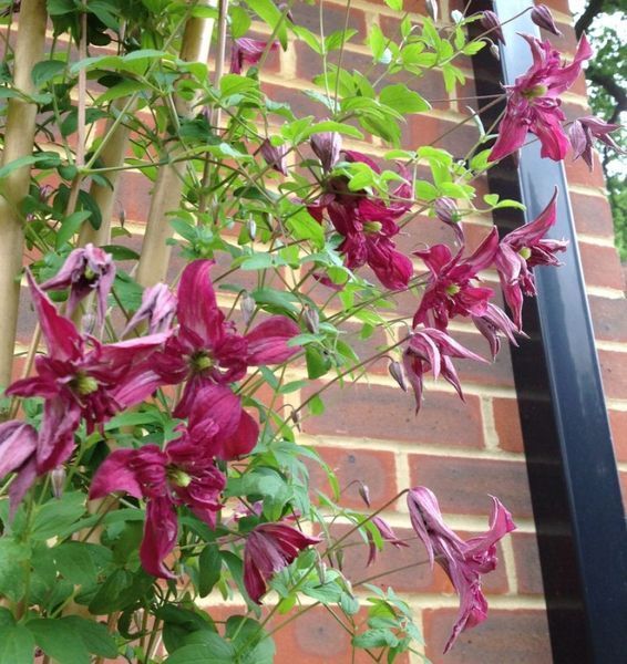 Клематис Розалин. (Clematis Rosalyn) III группа