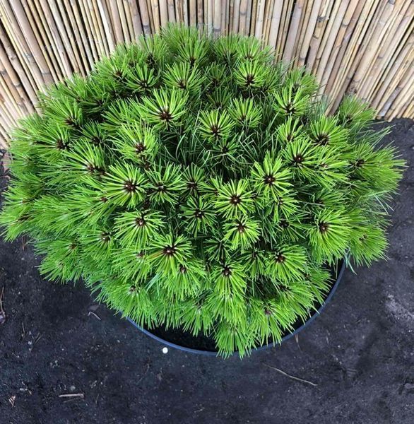 Сосна чорна Марія. (Pinus Nigra Maria) С15 CS2339 фото