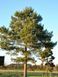 Сосна обыкновенная. (Pinus sylvestris) С2 CS2289 фото 1
