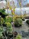 Форзиция средняя &laquo;Линвуд&raquo; (Forsythia &times; intermedia &bdquo;Lynwood&ldquo;) ШТАМБ 100-120см R20456 фото 2