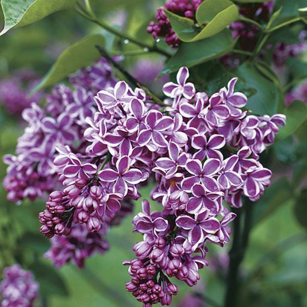 Сирень обыкновенная Сенсация. (Syringa vulgaris Sensation) ШТАМБ, выс 70-100см CS2942 фото