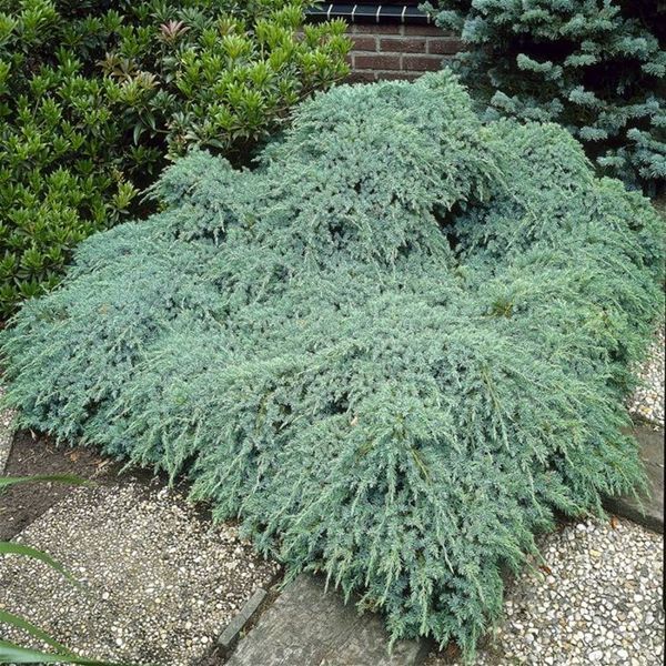 Ялівець лускатий Блю Карпет. (Juniperus squamata Blue Carpet) С10 CS2239 фото