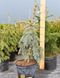 Ель колючая Зе Блюз. (Picea pungens The Blues) С35 CS2089 фото 5
