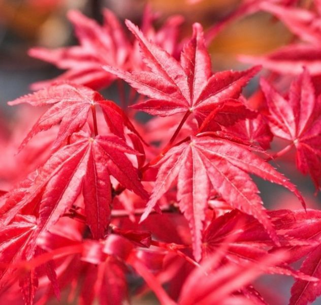 Клен пальмолистный Дешойо. (Acer palmatum Deshojo) С5