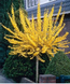 Форзиция средняя &laquo;Линвуд&raquo; (Forsythia &times; intermedia &bdquo;Lynwood&ldquo;) ШТАМБ 100-120см R20456 фото 1
