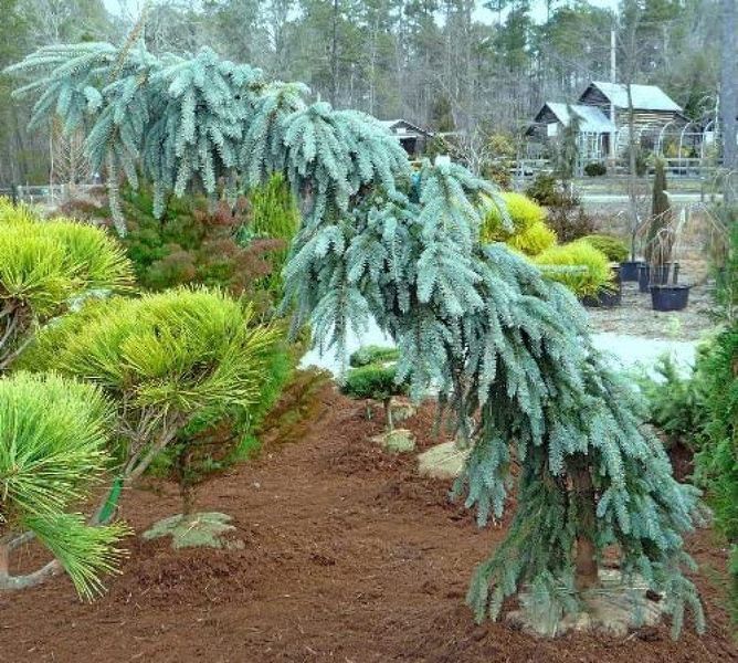 Ель колючая Зе Блюз. (Picea pungens The Blues) С35 CS2089 фото
