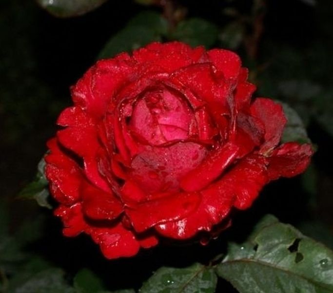 Роза 4 ветров/Ля роз де Катрэ Вен. (La Rose des 4 Vents) Флорибунда В КОНТЕЙНЕРЕ Velet