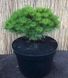 Сосна чорна Марія. (Pinus Nigra Maria) С15 CS2339 фото 1