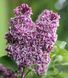 Сирень обыкновенная Сенсация. (Syringa vulgaris Sensation) ШТАМБ, выс 70-100см CS2942 фото 4