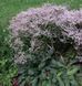 Кермек татарський. (Goniolimon tataricum) Р9 CS1762 фото 1